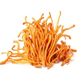Cordyceps Mushroom Extract