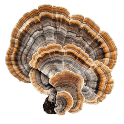 Turkey Tail Mushroom Extract