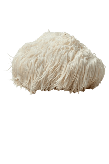 Lion's Mane Mushroom Extract