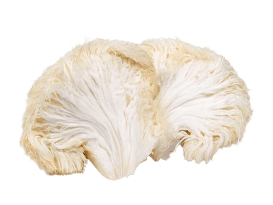 Lion's Mane Extract